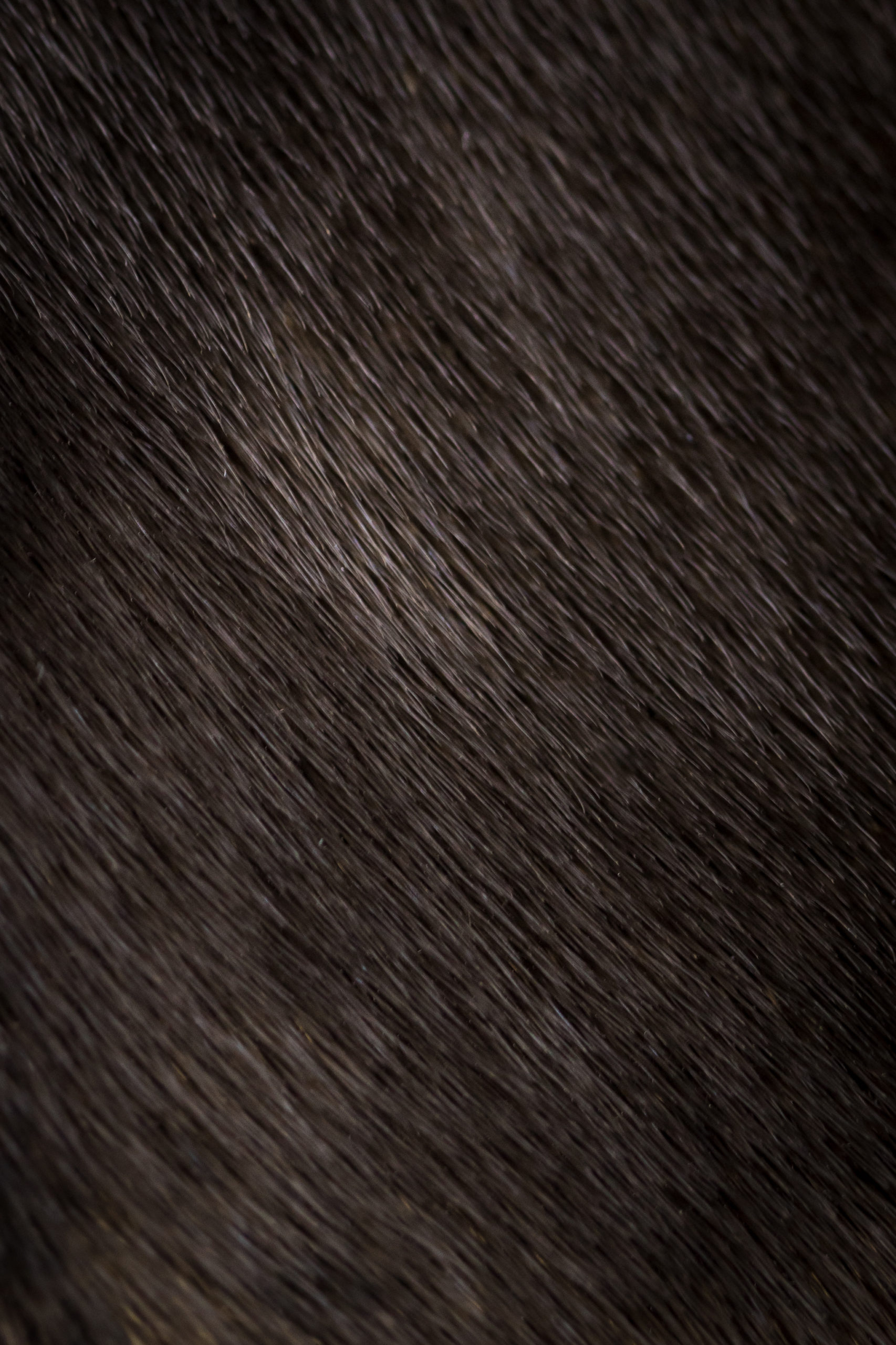 Cacootexture