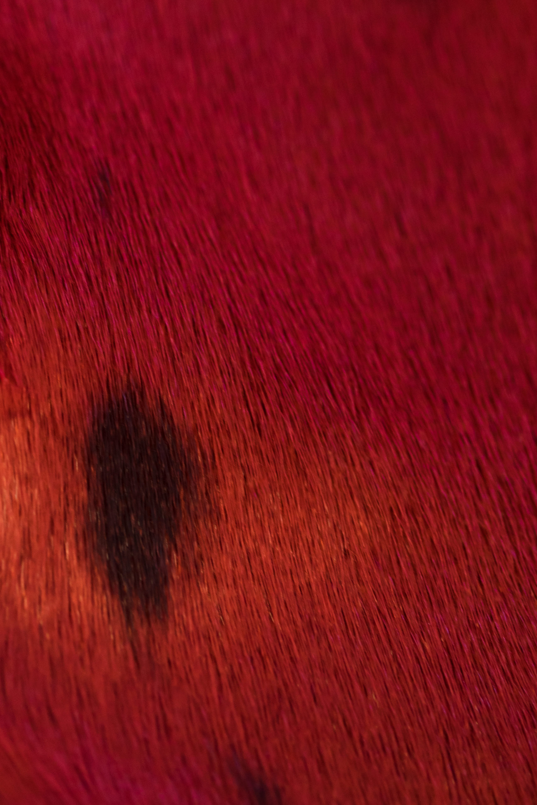 Cherryredtexture