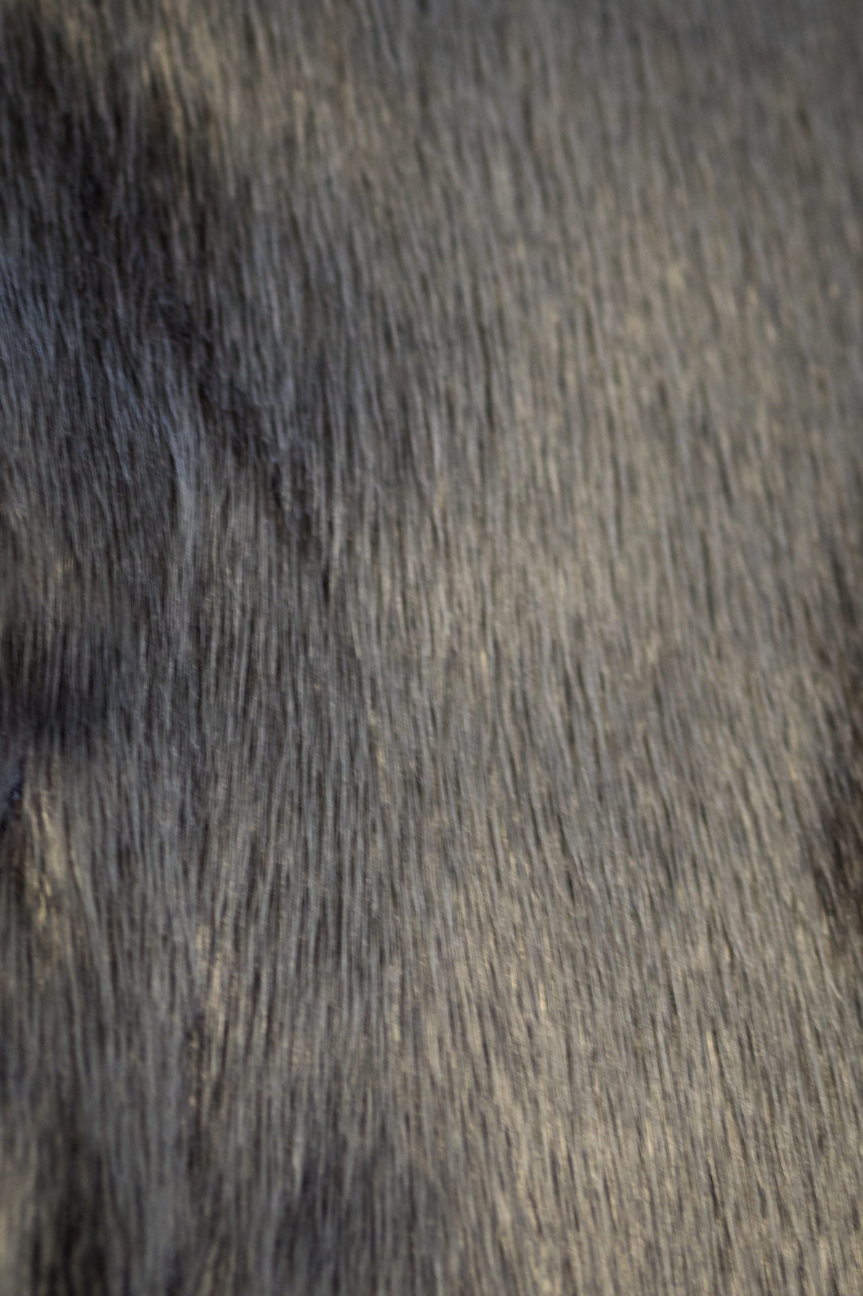 Polartexture