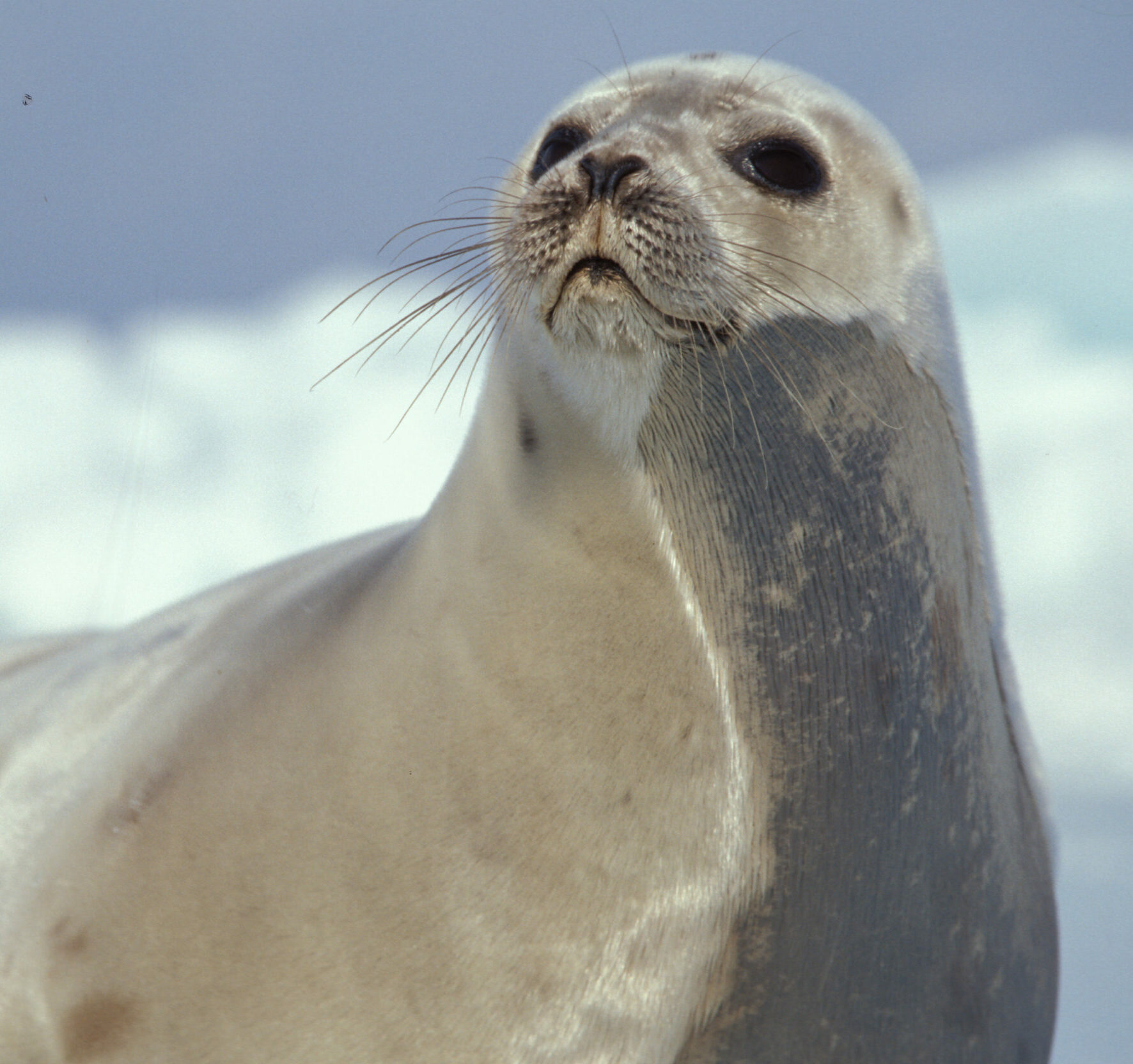 harp seal