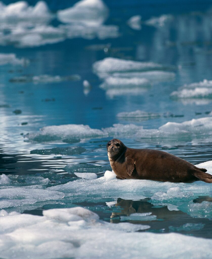 phoque sur de la glace