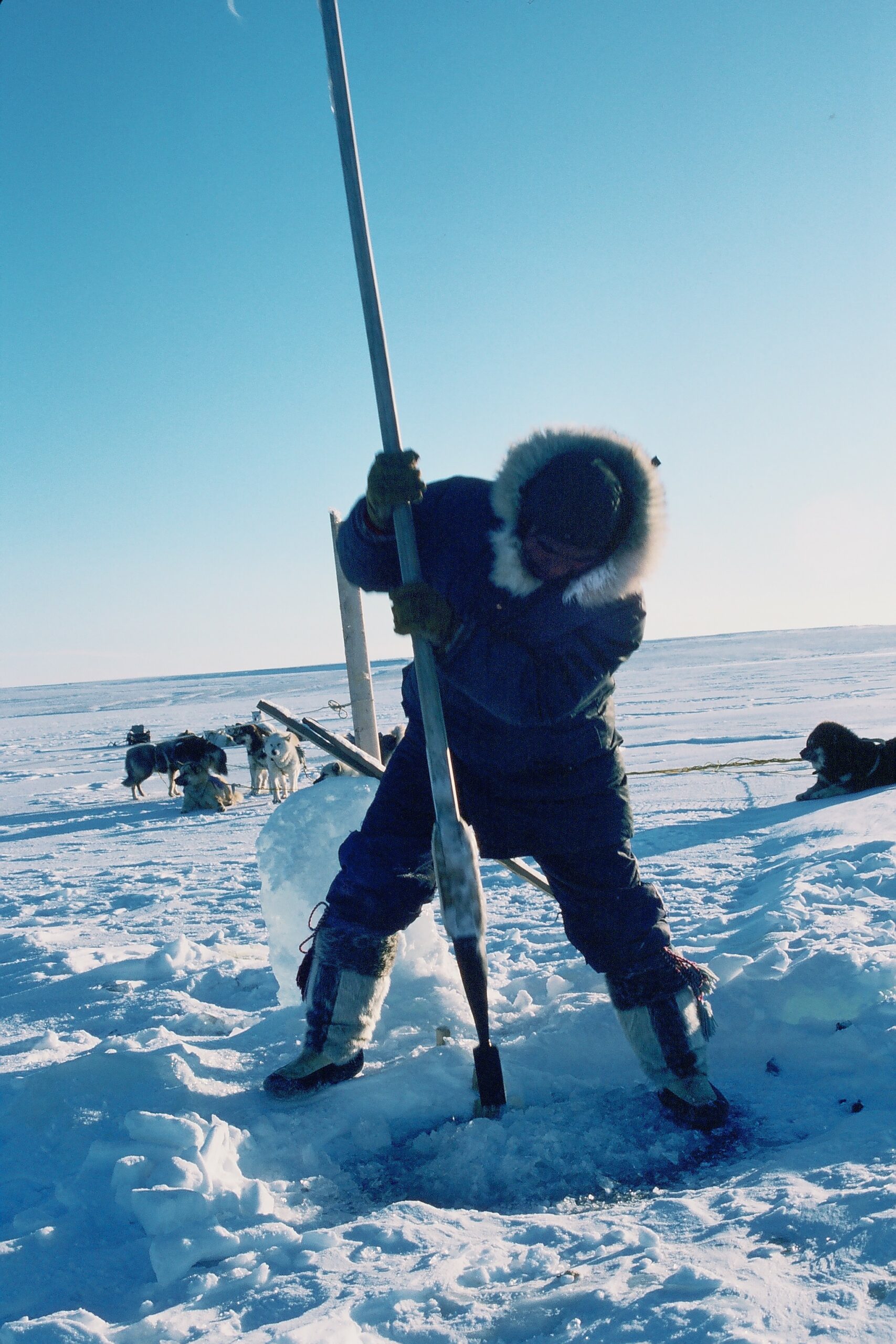 Seal & Indigenous Communities Pictures (14)