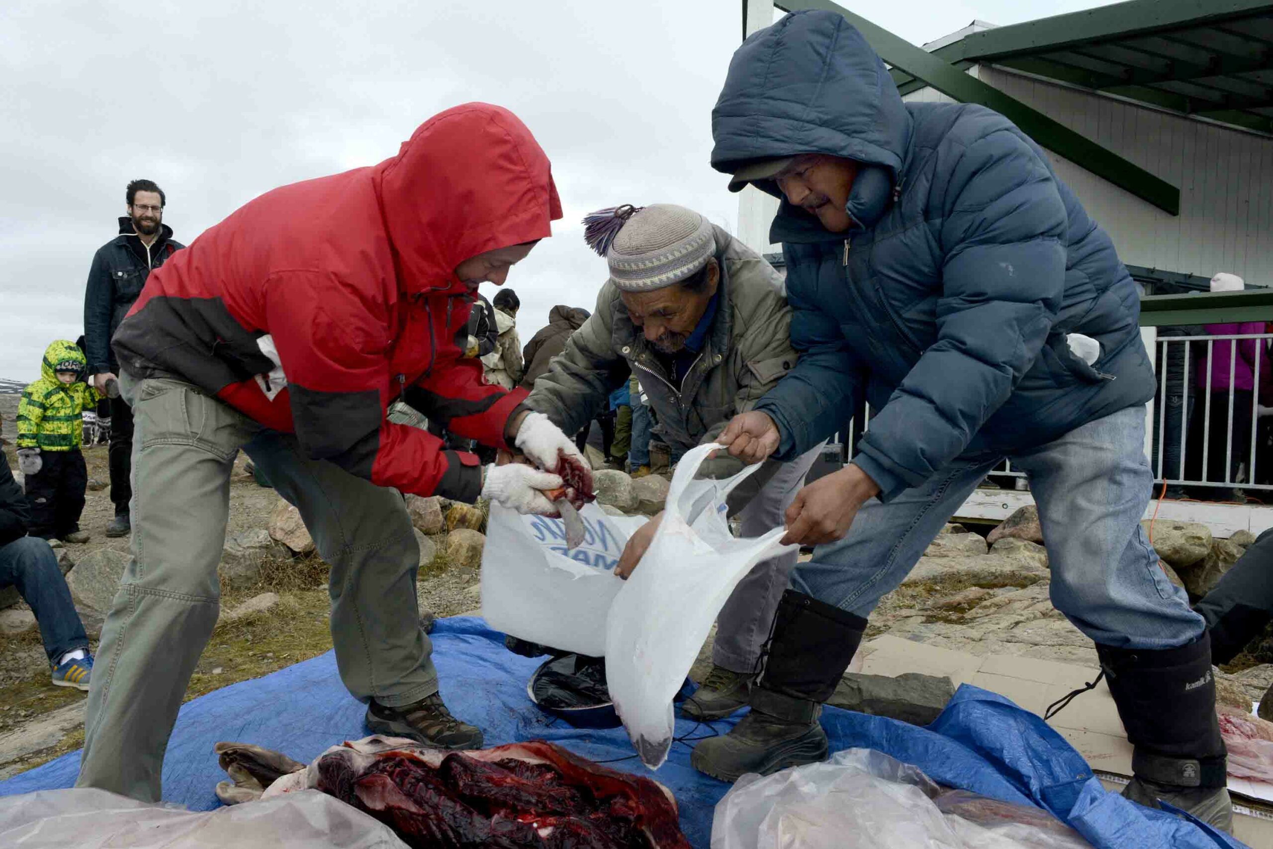 Seal & Indigenous Communities Pictures (7)