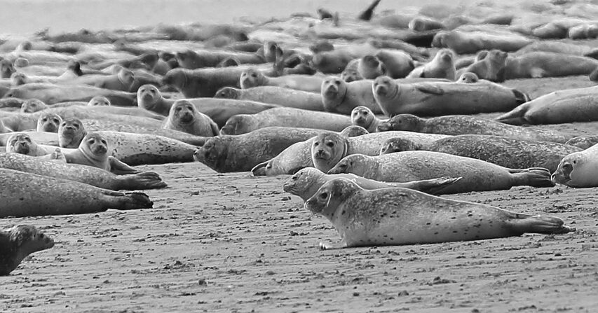 Abundant Seal Population_Canadian Seal Products