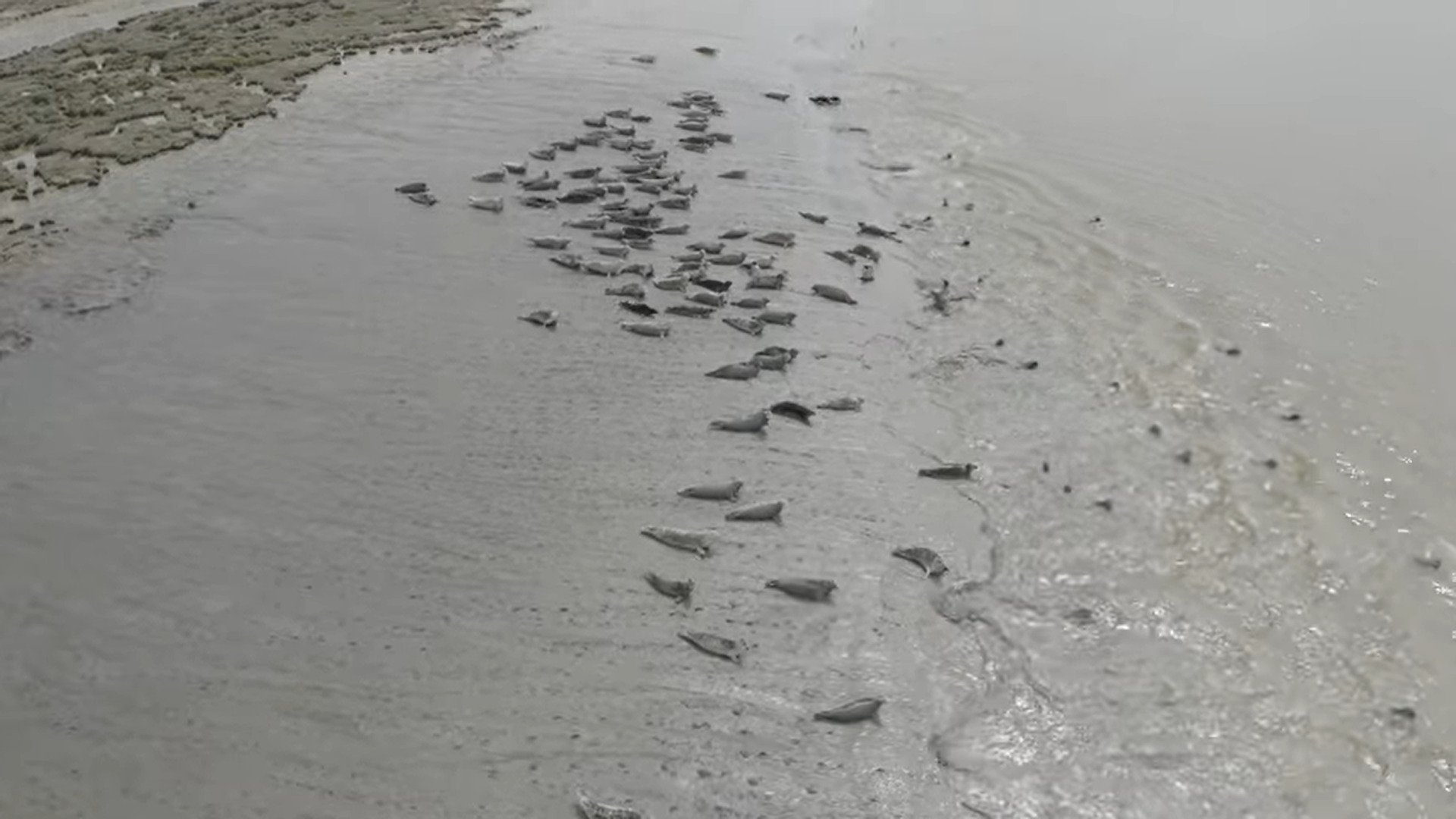 B.C. Seal Population video footage 1
