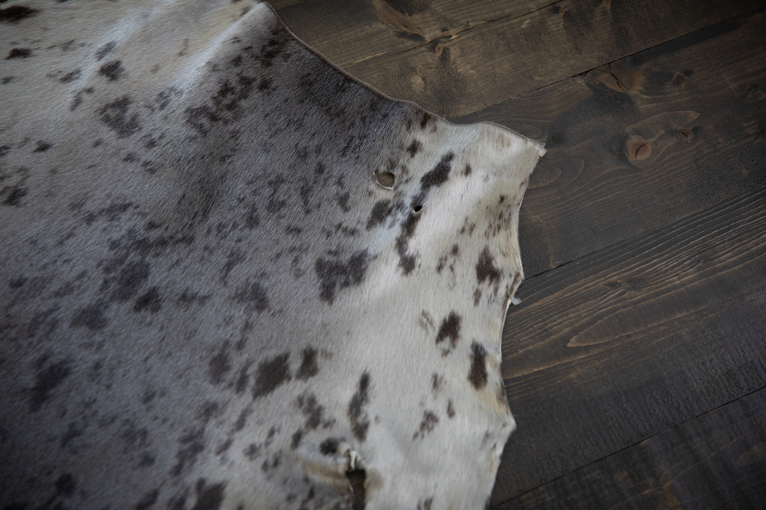 Carino Seal Pelt-Seal Skin_GradeIVflaw2