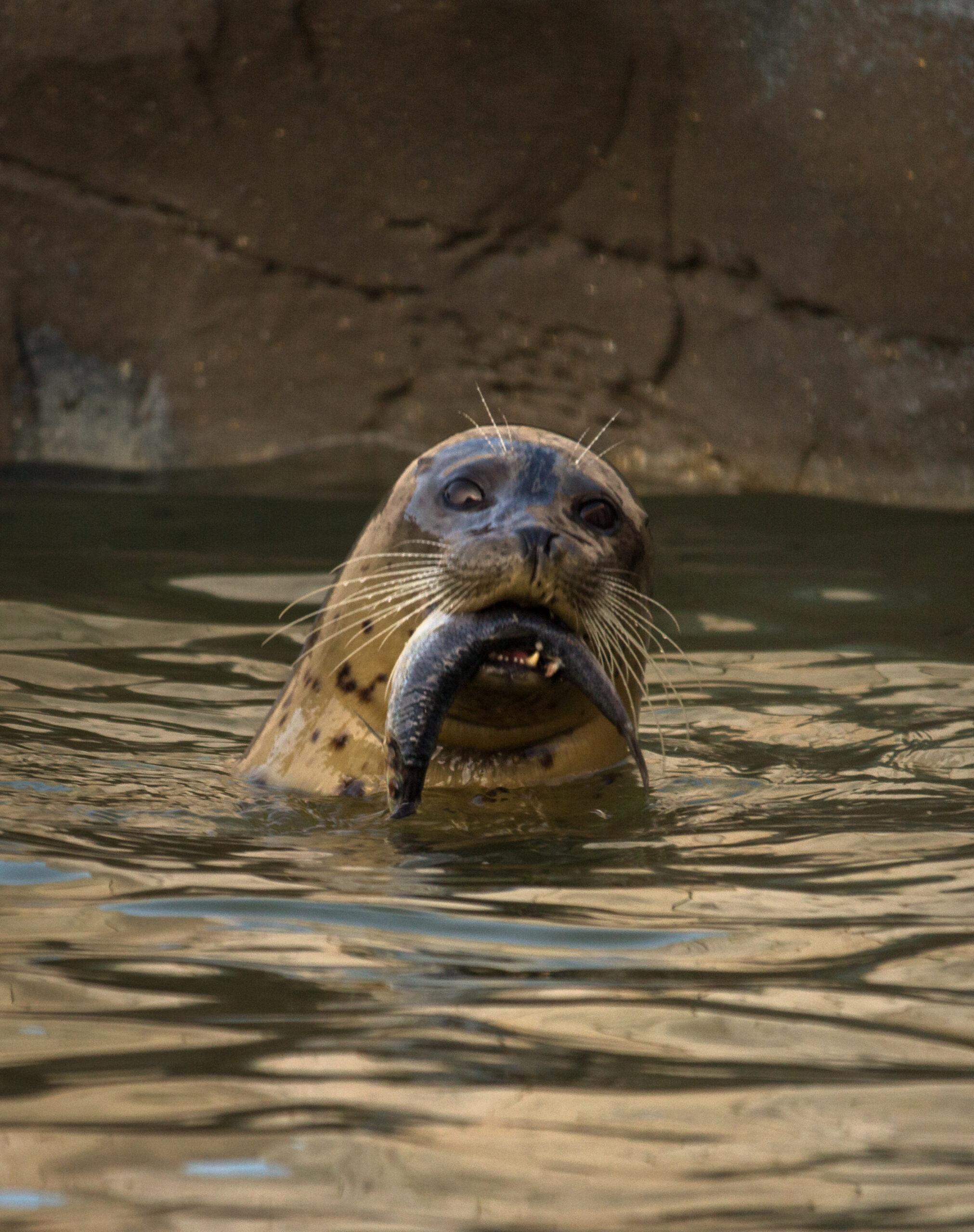 Common Seal Eating Fish in Water