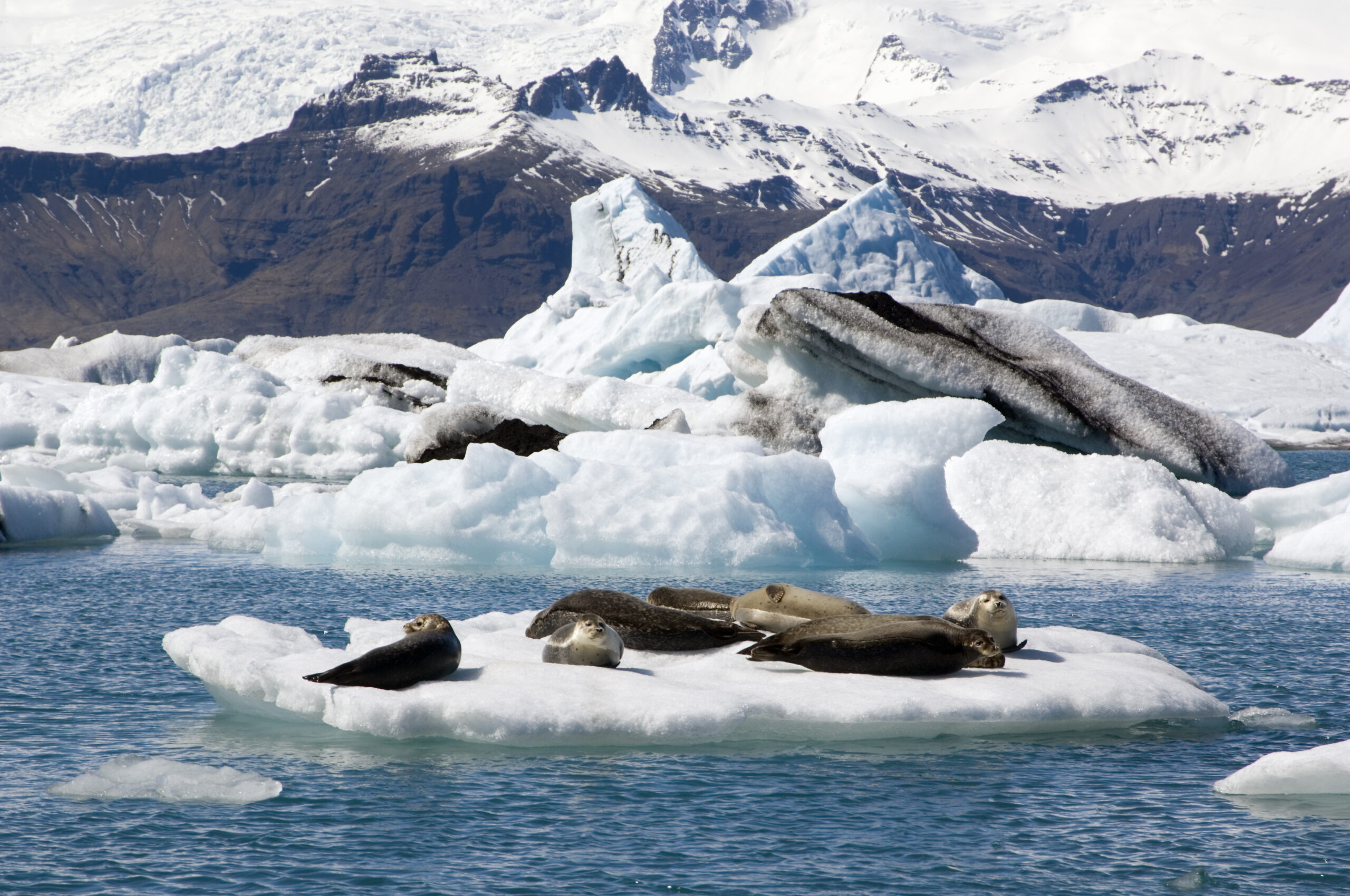 Sunbathing seals in Iceland