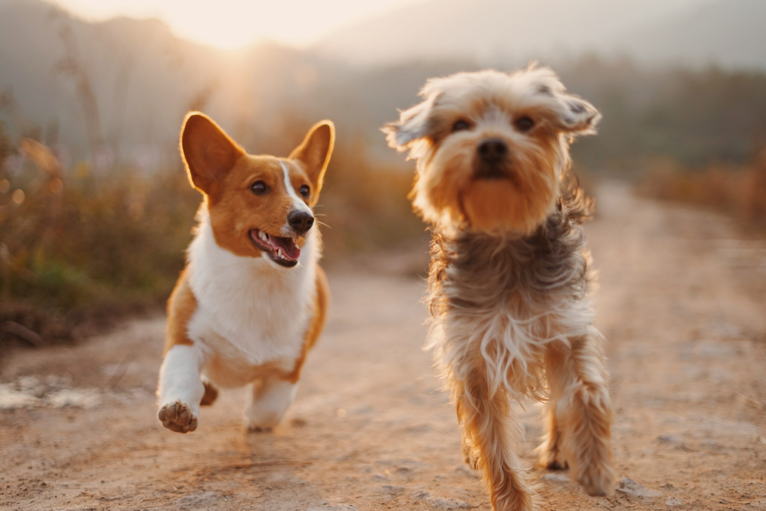 Are Omega-3 good for your dog - Canadian Seal Products