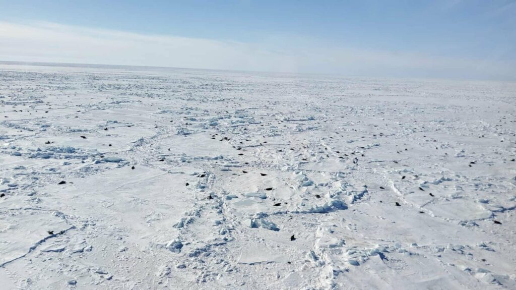 seal hunt