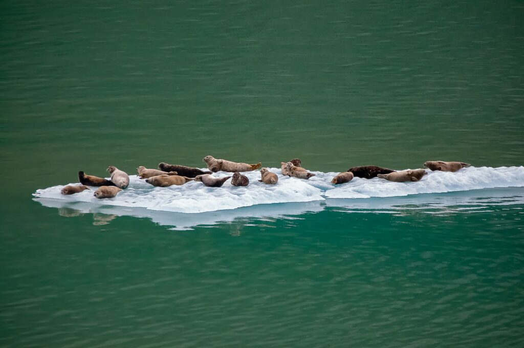 An increasingly precarious seal hunt